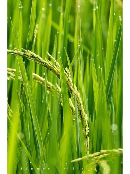 稻田里的清凉秘境：介绍稻田维修空调的独特技艺 家庭维修