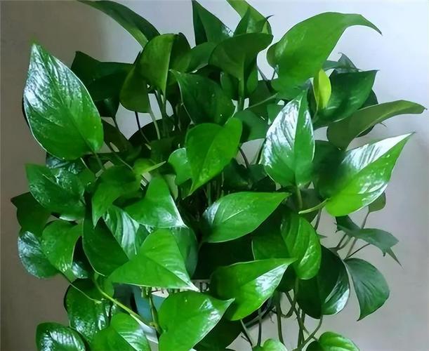 河山镇:空调维修的绿色守护者 家庭维修 河山镇:空调维修的绿色守护者 家庭维修