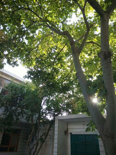 鹅公岭维修空调：科技守护绿色家园 家庭维修