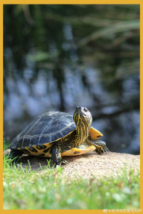 乌龟,自然界的空气净化者_乌龟能净化空气 软件问题修复
